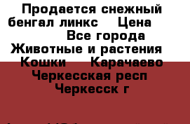 Продается снежный бенгал(линкс) › Цена ­ 25 000 - Все города Животные и растения » Кошки   . Карачаево-Черкесская респ.,Черкесск г.